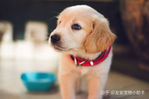 小狗患病主人無奈求助，互聯網數據服務點亮希望之光